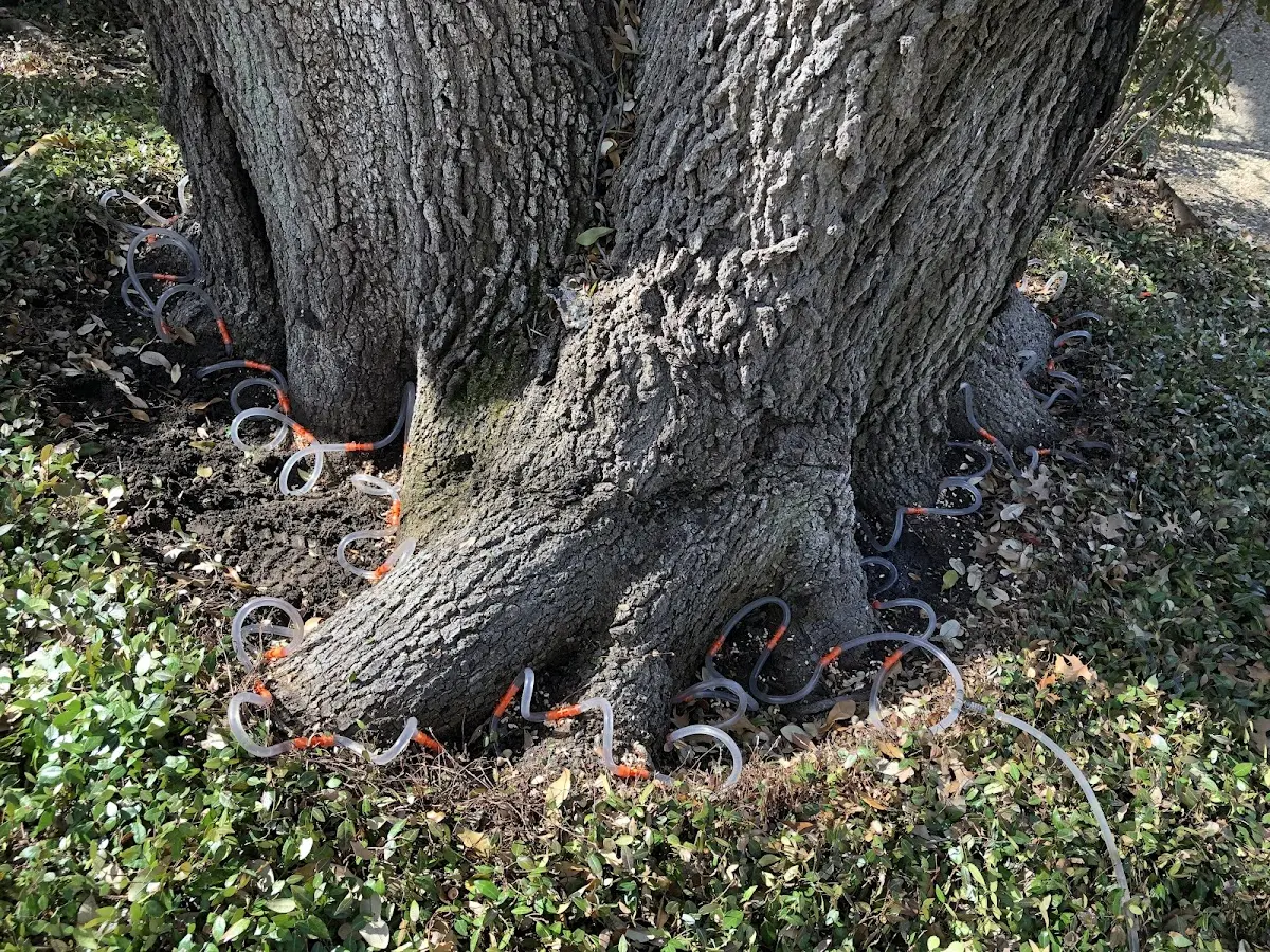 Detailed Tree Cabling and Bracing job site in Colome