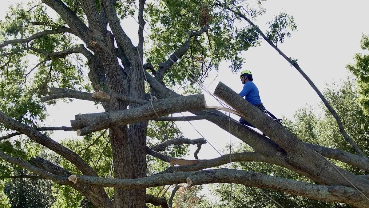 Professional Crown Thinning performed by certified arborists in Colome